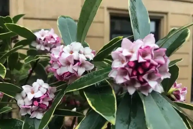 「最香」的10種花，開花滿屋香，好養易開花，隨便養一盆都賺了