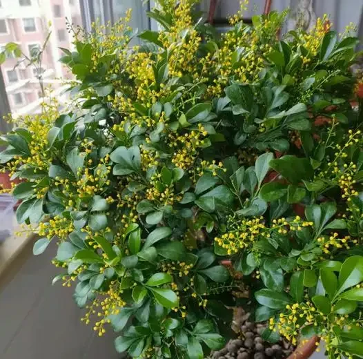 「最香」的10種花，開花滿屋香，好養易開花，隨便養一盆都賺了