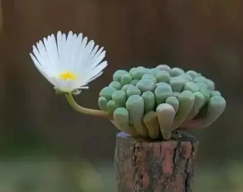 「最香」的10種花，開花滿屋香，好養易開花，隨便養一盆都賺了