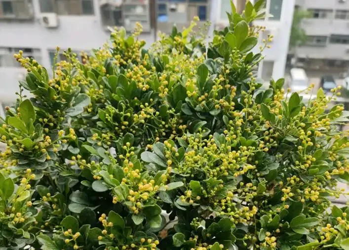 「最香」的10種花，開花滿屋香，好養易開花，隨便養一盆都賺了