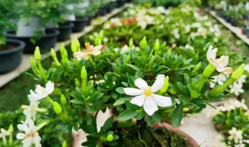 「最香」的10種花，開花滿屋香，好養易開花，隨便養一盆都賺了
