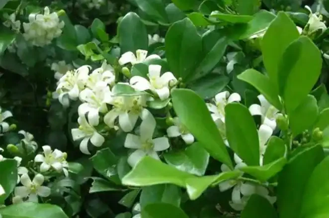 「最香」的10種花，開花滿屋香，好養易開花，隨便養一盆都賺了