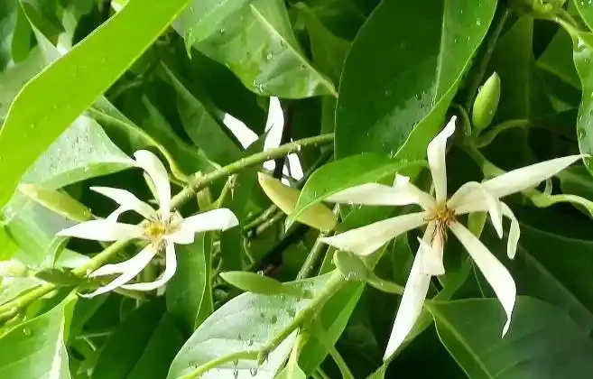 「最香」的10種花，開花滿屋香，好養易開花，隨便養一盆都賺了