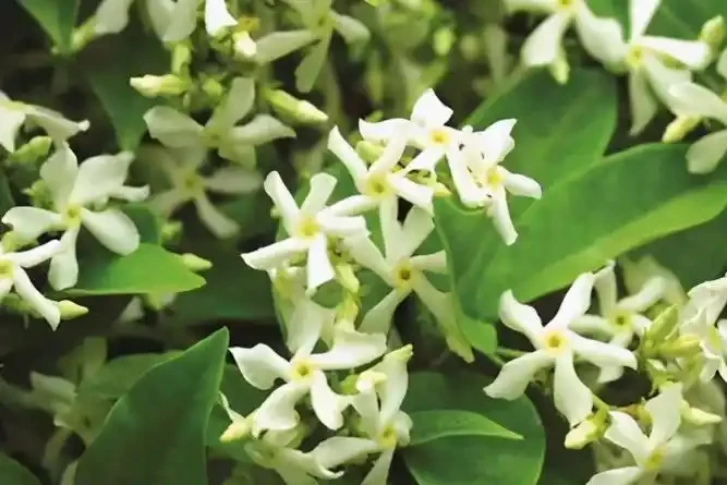 「最香」的10種花，開花滿屋香，好養易開花，隨便養一盆都賺了