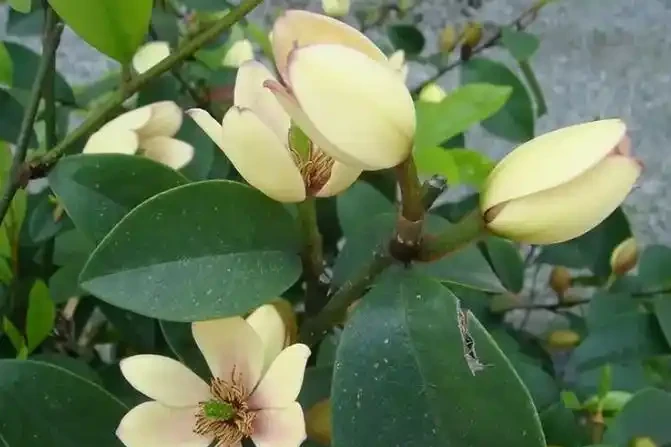「最香」的10種花，開花滿屋香，好養易開花，隨便養一盆都賺了