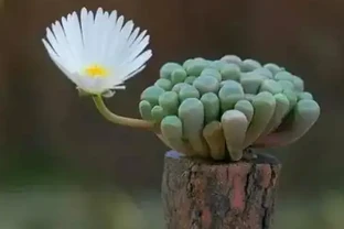 「最香」的10種花，開花滿屋香，好養易開花，隨便養一盆都賺了