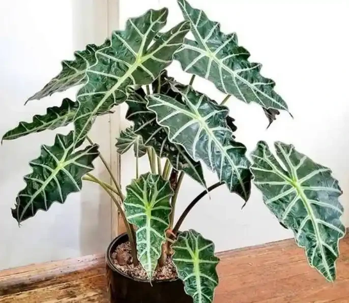 網紅觀葉植物海芋,耐陰好養,在家擺一盆,提升格調顯檔次
