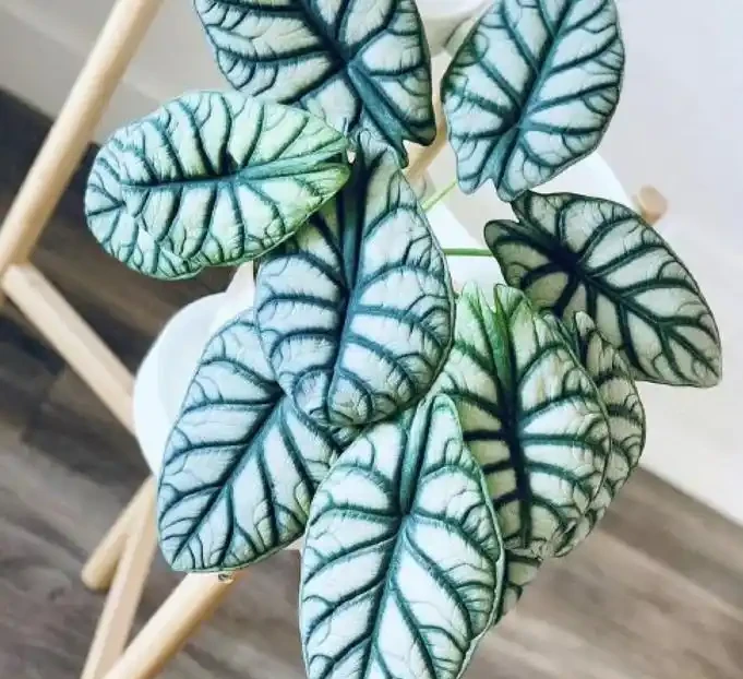 網紅觀葉植物海芋,耐陰好養,在家擺一盆,提升格調顯檔次