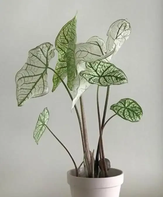 網紅觀葉植物海芋,耐陰好養,在家擺一盆,提升格調顯檔次