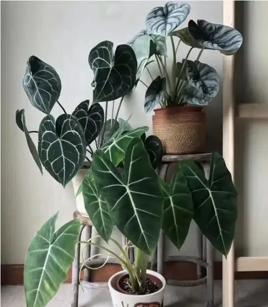 網紅觀葉植物海芋,耐陰好養,在家擺一盆,提升格調顯檔次