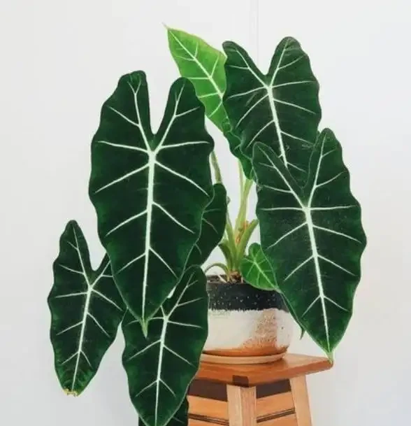 網紅觀葉植物海芋,耐陰好養,在家擺一盆,提升格調顯檔次