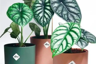 網紅觀葉植物海芋，耐陰好養，在家擺一盆，提升格調顯檔次