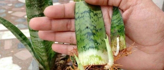 若是再插枝,「長根水」一定自己配,「成活率」那叫一個「高」