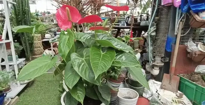 火鶴花葉子乾枯,像燒焦一樣怎麼辦?從這4方面逐步改善