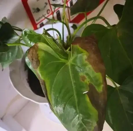 火鶴花葉子乾枯,像燒焦一樣怎麼辦?從這4方面逐步改善