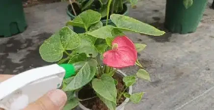 火鶴花葉子乾枯,像燒焦一樣怎麼辦?從這4方面逐步改善