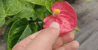 火鶴花葉子乾枯,像燒焦一樣怎麼辦?從這4方面逐步改善