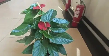 火鶴花葉子乾枯,像燒焦一樣怎麼辦?從這4方面逐步改善
