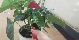 火鶴花葉子乾枯,像燒焦一樣怎麼辦?從這4方面逐步改善