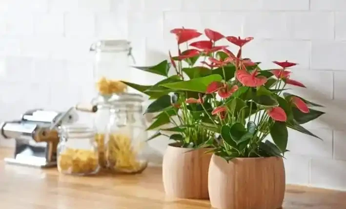 火鶴花葉子乾枯,像燒焦一樣怎麼辦?從這4方面逐步改善