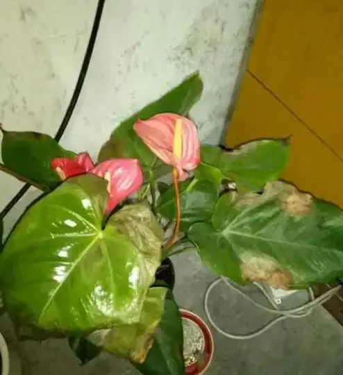 火鶴花葉子乾枯,像燒焦一樣怎麼辦?從這4方面逐步改善