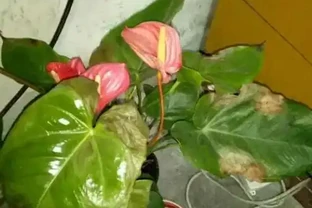 火鶴花葉子乾枯，像燒焦一樣怎麼辦？從這4方面逐步改善