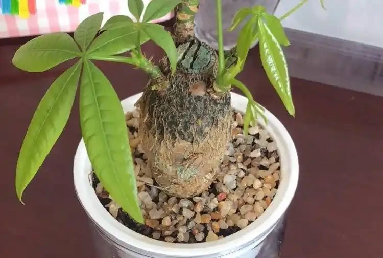 養好發財樹,記住「6要點」,天天翠綠茂盛、芽眼多長勢好