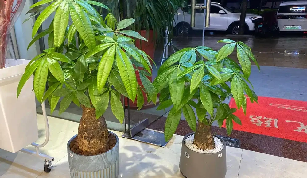 養好發財樹,記住「6要點」,天天翠綠茂盛、芽眼多長勢好