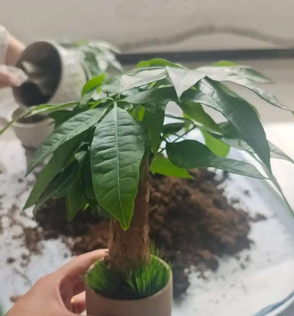 養好發財樹,記住「6要點」,天天翠綠茂盛、芽眼多長勢好