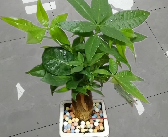 養好發財樹,記住「6要點」,天天翠綠茂盛、芽眼多長勢好