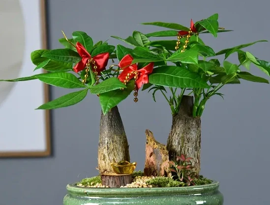 養好發財樹,記住「6要點」,天天翠綠茂盛、芽眼多長勢好