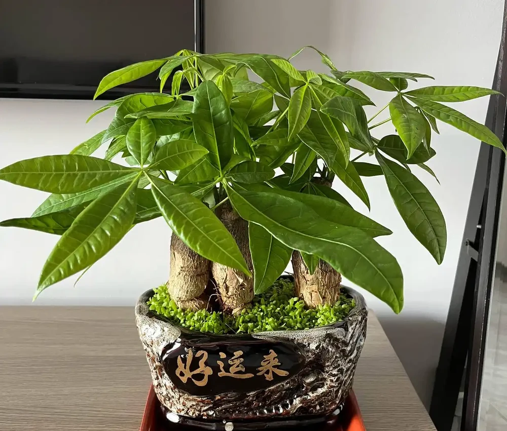 養好發財樹,記住「6要點」,天天翠綠茂盛、芽眼多長勢好