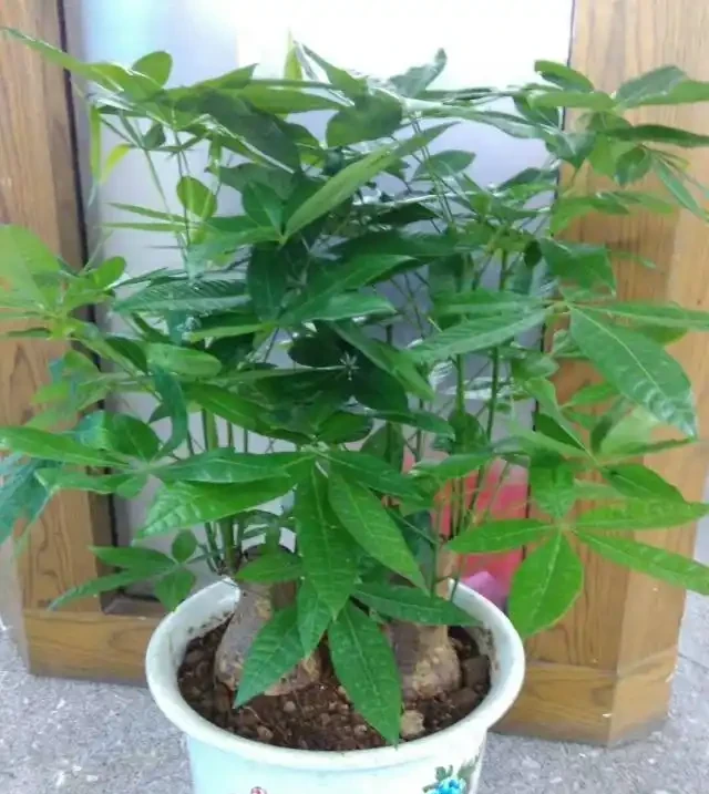 養好發財樹,記住「6要點」,天天翠綠茂盛、芽眼多長勢好