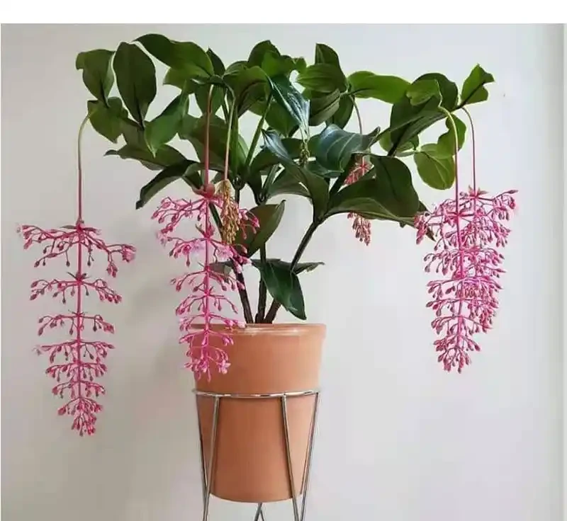 5種「貴族花」,客廳一放,耐陰又高檔,美的油畫一樣