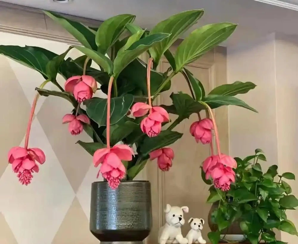 5種「貴族花」,客廳一放,耐陰又高檔,美的油畫一樣
