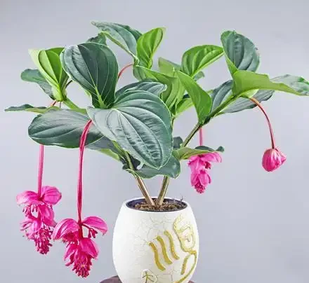 5種「貴族花」,客廳一放,耐陰又高檔,美的油畫一樣