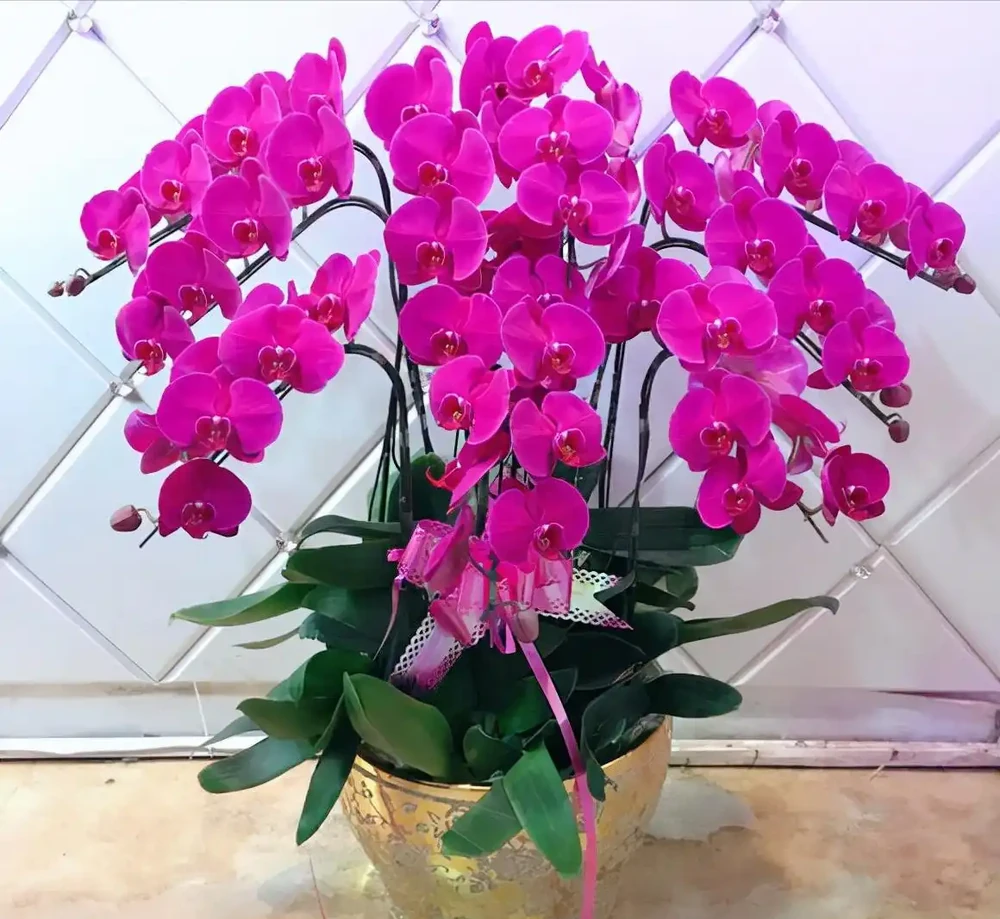 5種「貴族花」,客廳一放,耐陰又高檔,美的油畫一樣