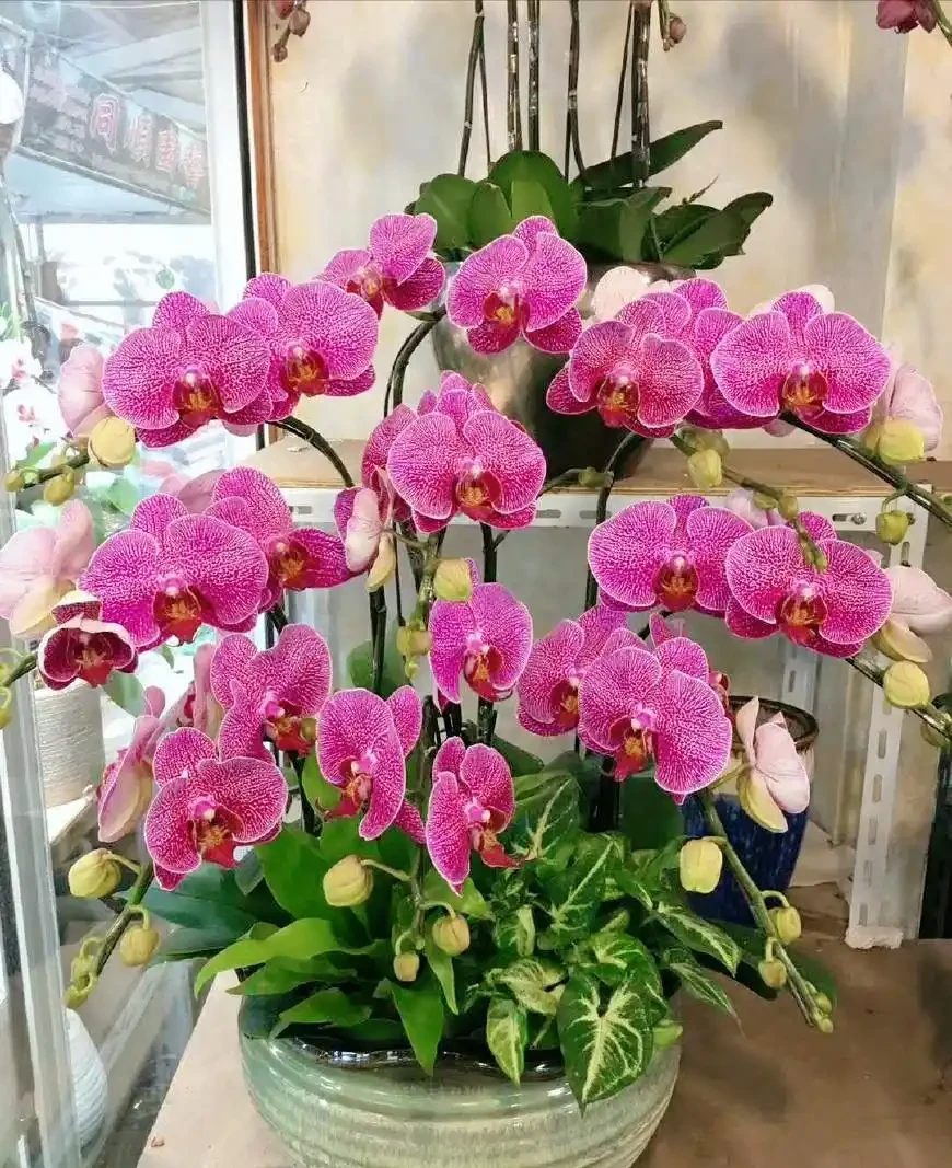 5種「貴族花」,客廳一放,耐陰又高檔,美的油畫一樣