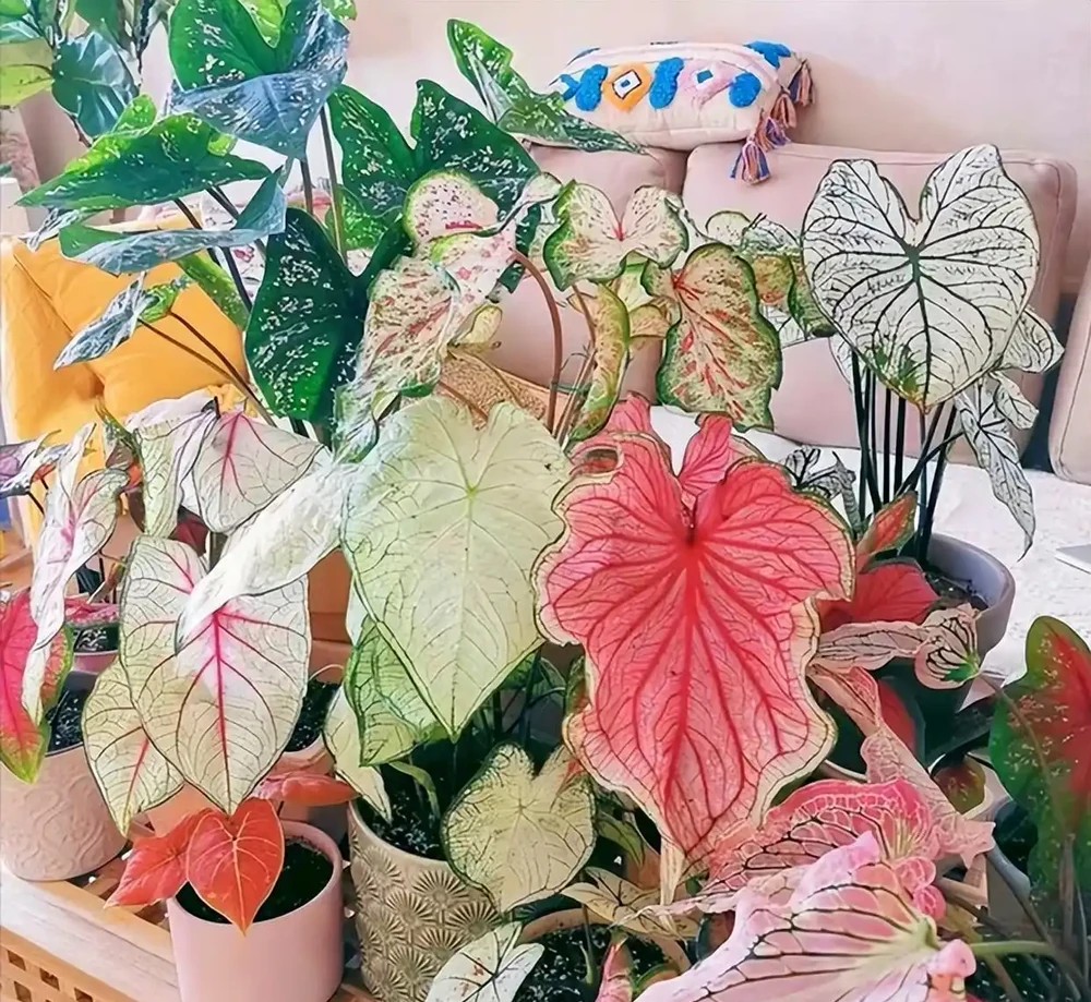 5種「貴族花」,客廳一放,耐陰又高檔,美的油畫一樣