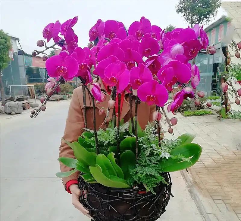 5種「貴族花」,客廳一放,耐陰又高檔,美的油畫一樣