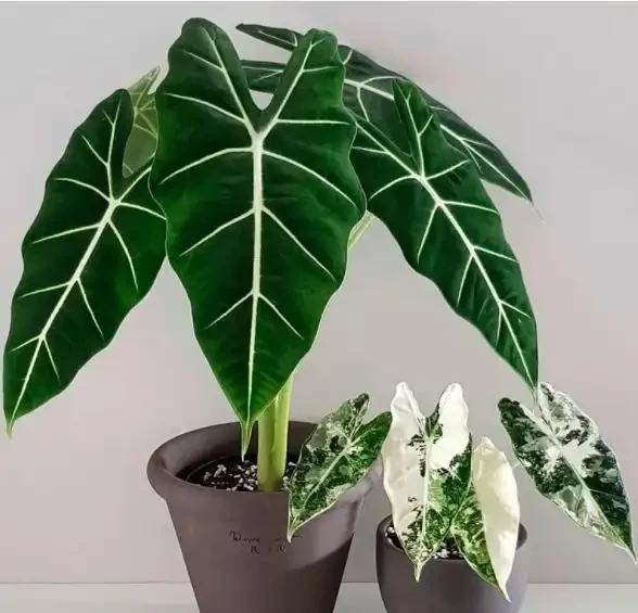 5種「貴族花」,客廳一放,耐陰又高檔,美的油畫一樣