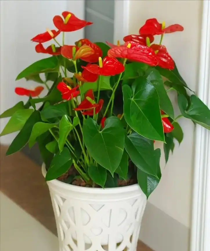 8種「勤奮花」,365天開花不斷,花量大又漂亮,堪稱永久花