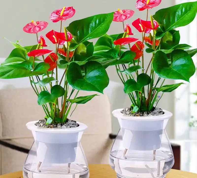 8種「勤奮花」,365天開花不斷,花量大又漂亮,堪稱永久花