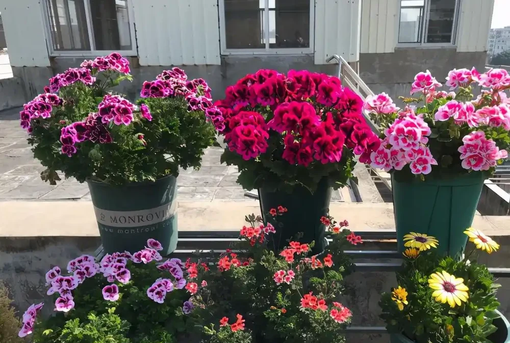 8種「勤奮花」,365天開花不斷,花量大又漂亮,堪稱永久花