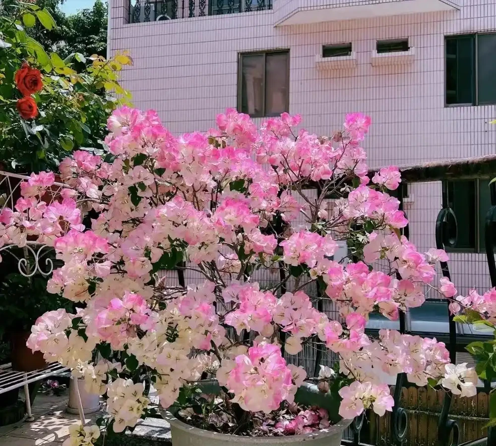 8種「勤奮花」,365天開花不斷,花量大又漂亮,堪稱永久花