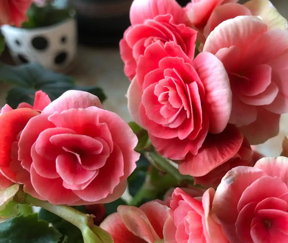 8種「勤奮花」,365天開花不斷,花量大又漂亮,堪稱永久花