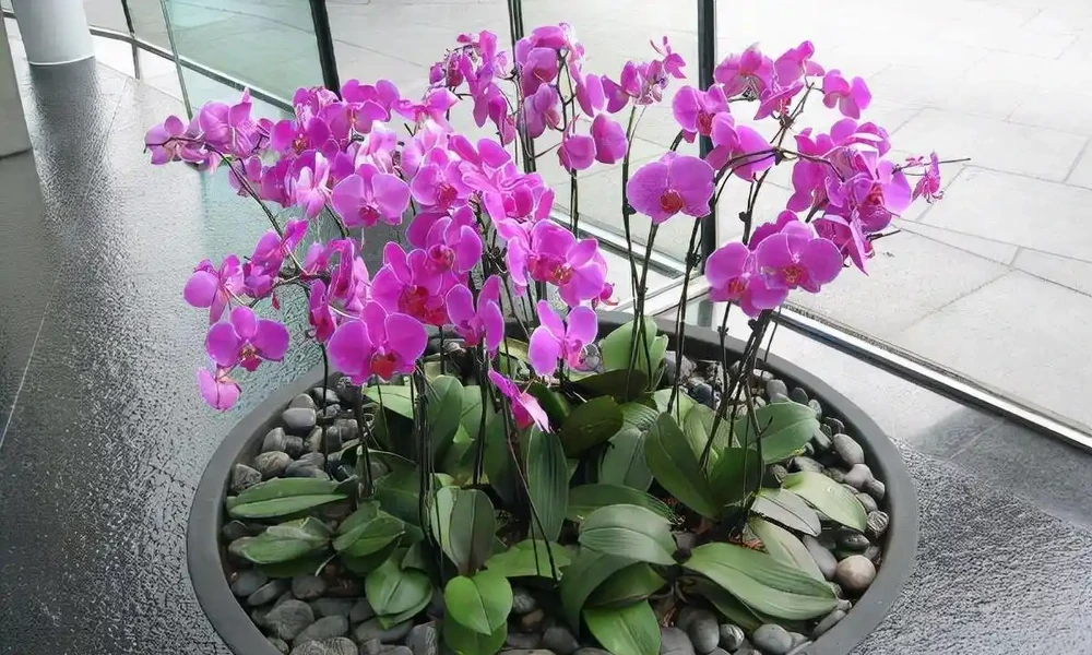 8種「勤奮花」,365天開花不斷,花量大又漂亮,堪稱永久花