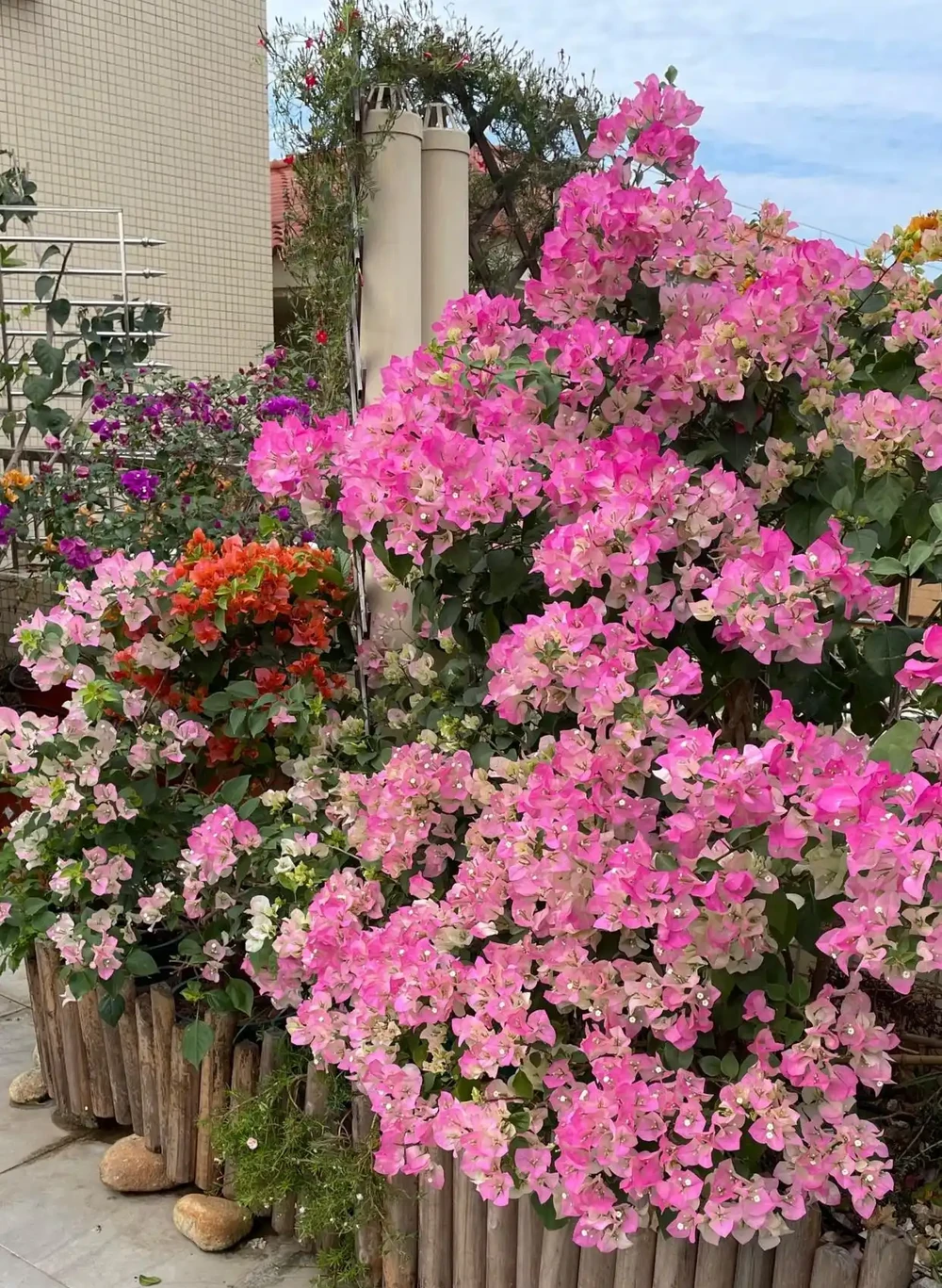 8種「勤奮花」,365天開花不斷,花量大又漂亮,堪稱永久花
