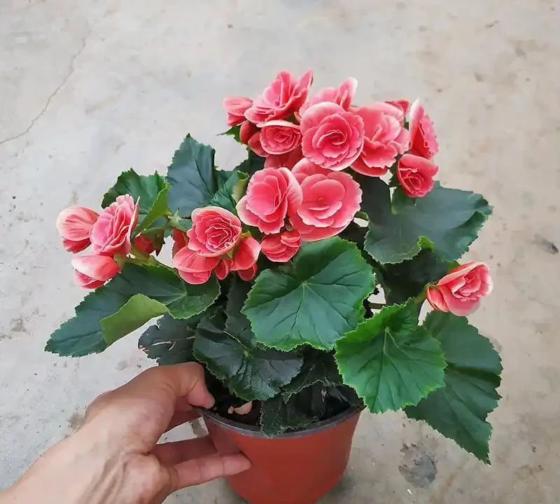 8種「勤奮花」,365天開花不斷,花量大又漂亮,堪稱永久花