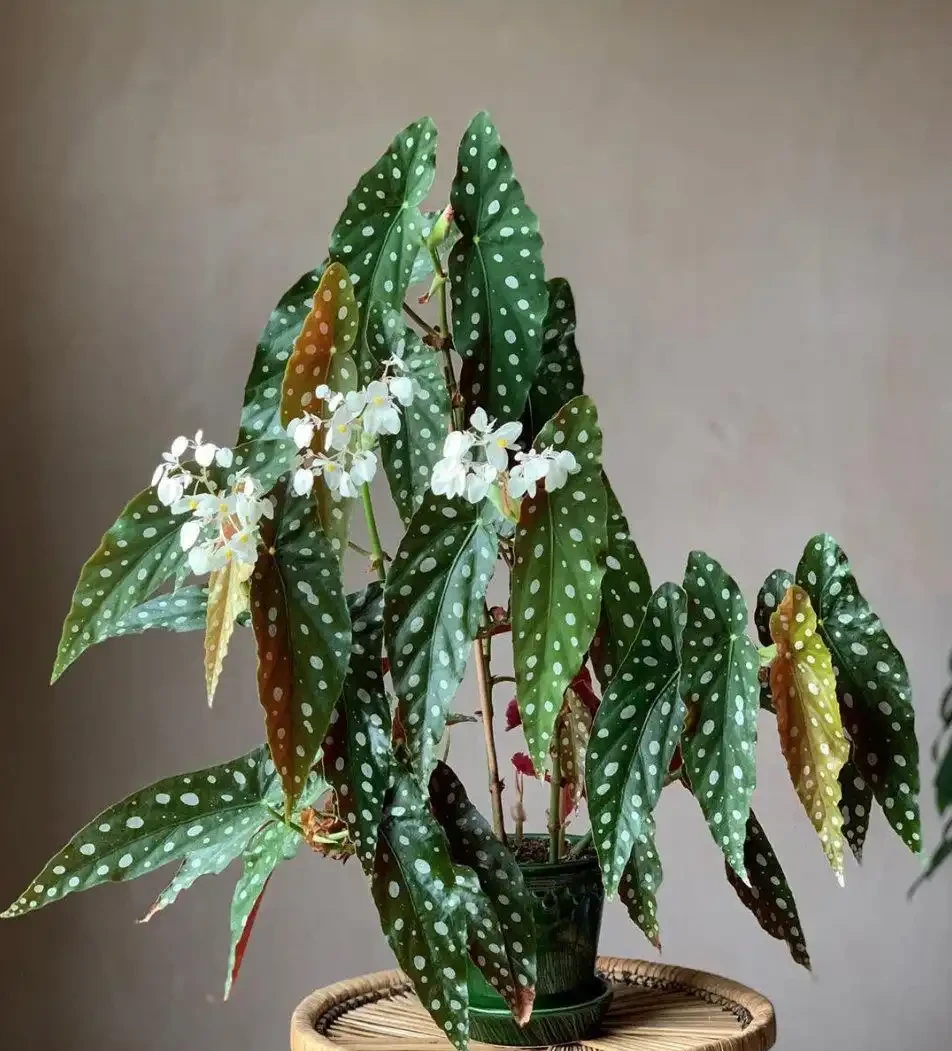 8種「勤奮花」,365天開花不斷,花量大又漂亮,堪稱永久花